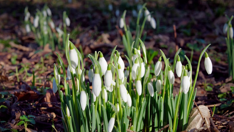 A clump of snowdrops growing among dead, brown leaves and lit by bright winter sun